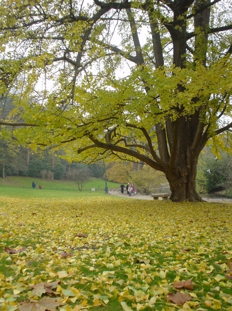 Parc Montsouris - Couleurs d'Automne