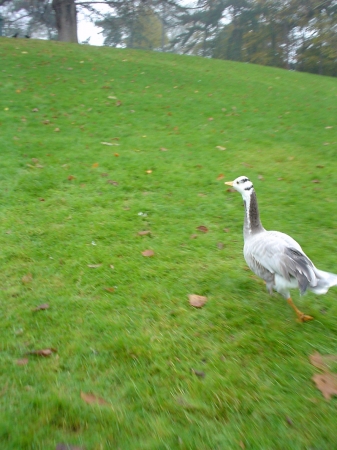 Le footing...