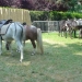 Ballades avec des poneys et des ânes...