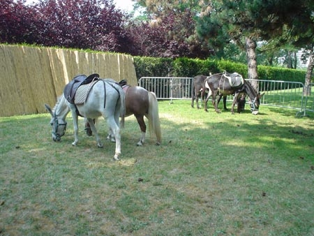 Ballades avec des poneys et des ânes...