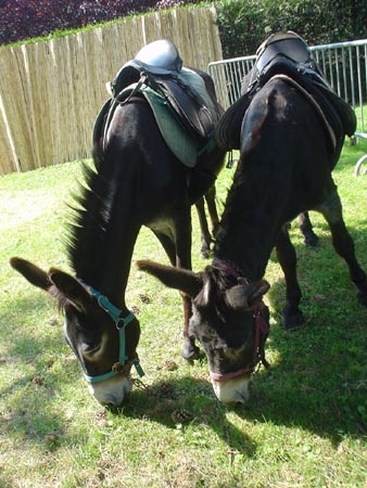 ...Ponpon et Nougatine