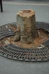 medium_arbre_abattu.3.jpg