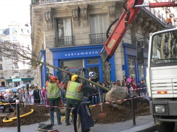 medium_plantation_d_arbres_le_3_avril_rue_daudet_11_.2.jpg