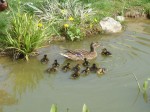 DSC04956.jpg